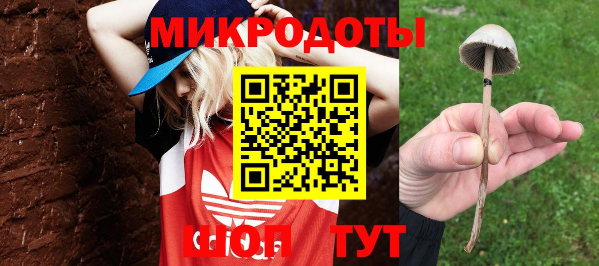 Псилоцибиновые грибы Psilocybe Усть-Лабинск
